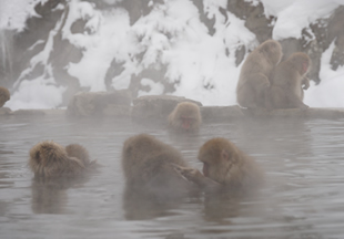 温泉に浸かるの写真